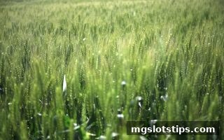 mg电子游戏攻略：深度解析彩票单式与复式组合投注的明智决策