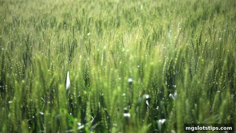 mg电子游戏攻略：深度解析彩票单式与复式组合投注的明智决策