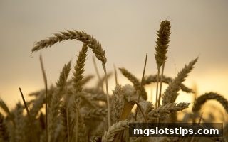 mg电子游戏攻略：马耳他娱乐平台审核标准深度解析