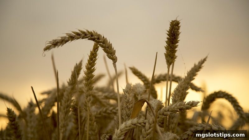 mg电子游戏攻略：马耳他娱乐平台审核标准深度解析