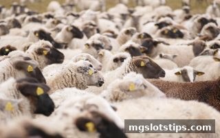 mg电子游戏攻略：掌握体育比分预测社区的精髓与实战秘笈